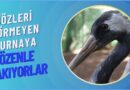 Gözleri görmeyen turnaya özenle bakıyorlar..