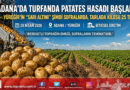 Adana’da “Sarı Altın” Mesaisi Başladı: Turfanda Patateste İlk Hasat Heyecanı…