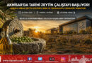 Zeytinin Kalbi Akhisar’da Atıyor: UNESCO Mirası Geleneksel Zeytin Yetiştiriciliği Çalıştayı Başlıyor…