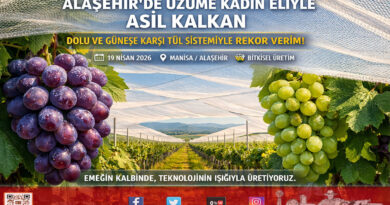 Alaşehir’de Kadın Girişimciden Akılcı Hamle: Üzüm Bağlarına “Tül” Kalkanı…