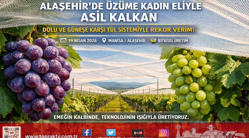 Alaşehir’de Kadın Girişimciden Akılcı Hamle: Üzüm Bağlarına “Tül” Kalkanı…