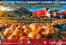Amasya’nın Tescilli Soğanı Avrupa Sofralarında: 500 Bin Tonluk Dev Rekolteyle İhracat Rekoru…
