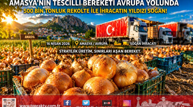 Amasya’nın Tescilli Soğanı Avrupa Sofralarında: 500 Bin Tonluk Dev Rekolteyle İhracat Rekoru…