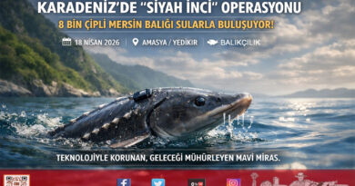 Karadeniz’de “Siyah İnci” Seferberliği: 8 Bin Çipli Mersin Balığı Mavi Vatanla Buluşuyor…