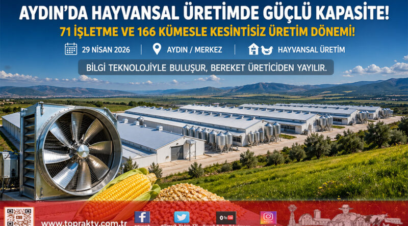 Aydın’da Hayvansal Üretim Gücü: 71 İşletme ve 166 Kümesle Kesintisiz Üretim…