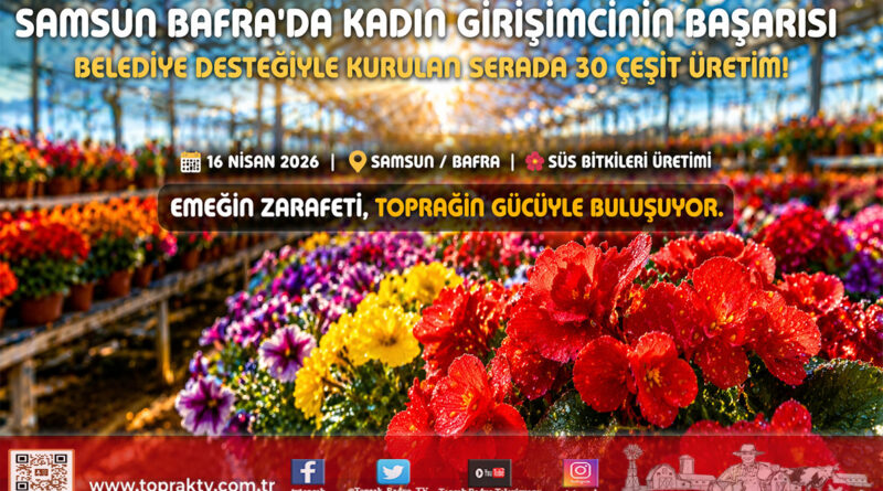 Bafra’da Çiçek Açan Başarı: Ev Hanımıydı, Belediye Desteğiyle Süs Bitkileri Üreticisi Oldu…