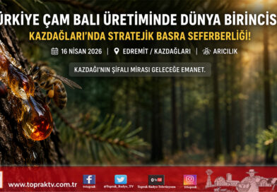 Türkiye Çam Balı Üretiminde Dünya Lideri: Kazdağları’nda Stratejik Basra Seferberliği…