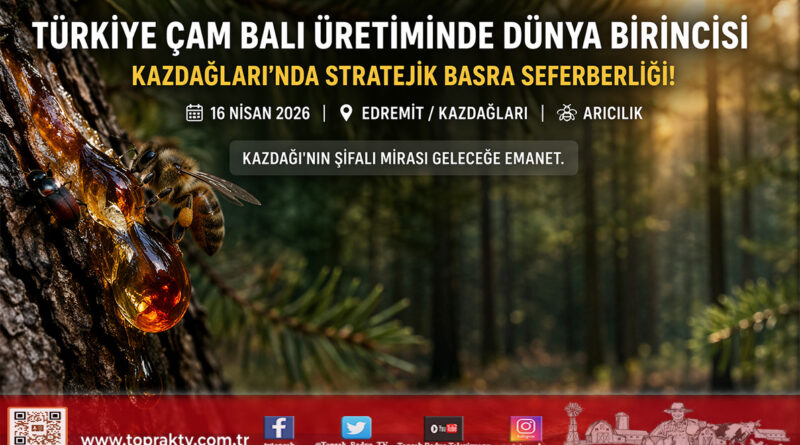 Türkiye Çam Balı Üretiminde Dünya Lideri: Kazdağları’nda Stratejik Basra Seferberliği…