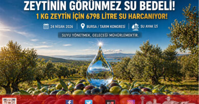 Zeytinin Görünmez Su Ayak İzi: Bir Kilogram İçin 6 Bin 798 Litre Su Tüketiliyor…