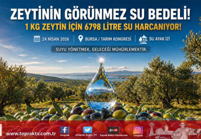 Zeytinin Görünmez Su Ayak İzi: Bir Kilogram İçin 6 Bin 798 Litre Su Tüketiliyor…
