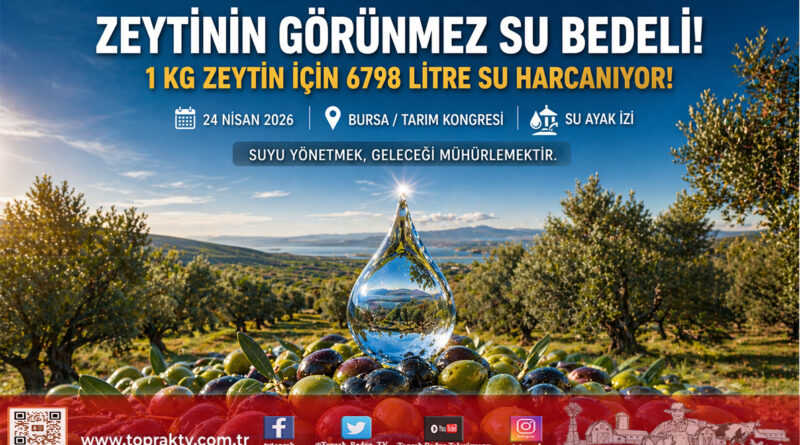Zeytinin Görünmez Su Ayak İzi: Bir Kilogram İçin 6 Bin 798 Litre Su Tüketiliyor…