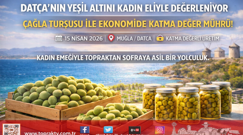 Datça’da Kadın Emeği Kavanozlara Sığmadı: Çağla Turşusu Ekonomiye Can Katıyor…