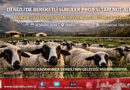 Denizli’de Bereketli Sürüler Dönemi: Başkan Çavuşoğlu’ndan Hayvansal Üretime Dev Destek…