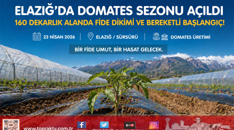 Elazığ’da Domates Sezonu Heyecanı: 160 Dekarlık Alanda İlk Fideler Toprakla Buluştu…