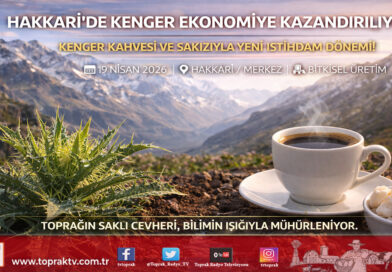 Hakkâri’nin Saklı Cevheri Kenger Ekonomiye Kazandırılıyor: Prof. Dr. Özgökçe’den İstihdam Hamlesi…