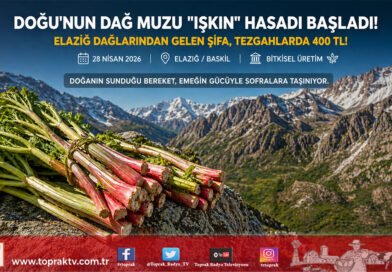 Doğu’nun Şifa Kaynağı “Işkın” Tezgahlara İndi: Dağ Muzunda Hasat Mesaisi Başladı…