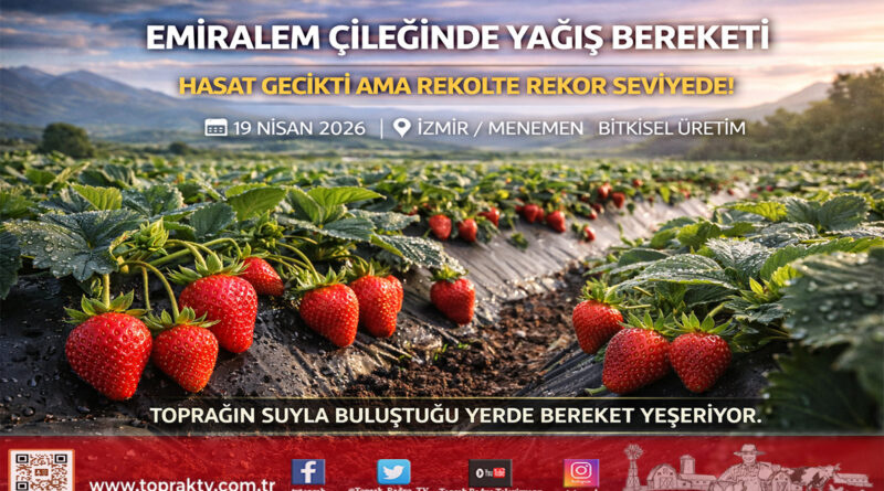 Emiralem Çileğinde Yağış Bereketi: Hasat Gecikti Ama Verim Rekor Seviyeye Ulaştı…