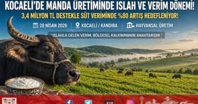 Kocaeli’de Manda Üretimine Dev Destek: 3,4 Milyon ₺’lik Islah Projesiyle Verim Artıyor…