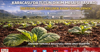 Karacasu’da Tütün Dikimi Başladı: Üreticinin Gözü Şirketlerden Gelecek Avanslarda…