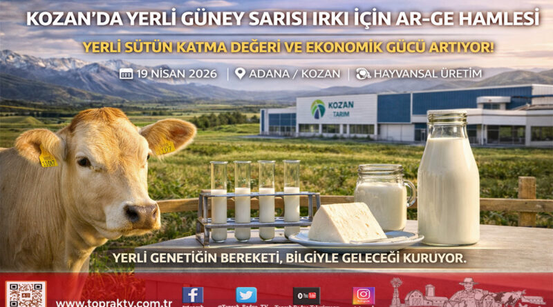 Kozan’ın Yerli Değeri Güney Sarısı İçin AR-GE Hamlesi: Süt Verimi Katma Değere Dönüşüyor…