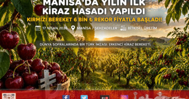 Manisa’da “Kırmızı Altın” Hasadı Başladı: Sezonun İlk Kirazı Kilogramı 6 Bin ₺’den Alıcı Buldu…