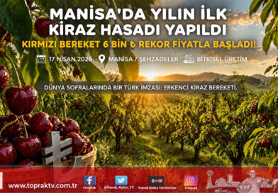Manisa’da “Kırmızı Altın” Hasadı Başladı: Sezonun İlk Kirazı Kilogramı 6 Bin ₺’den Alıcı Buldu…