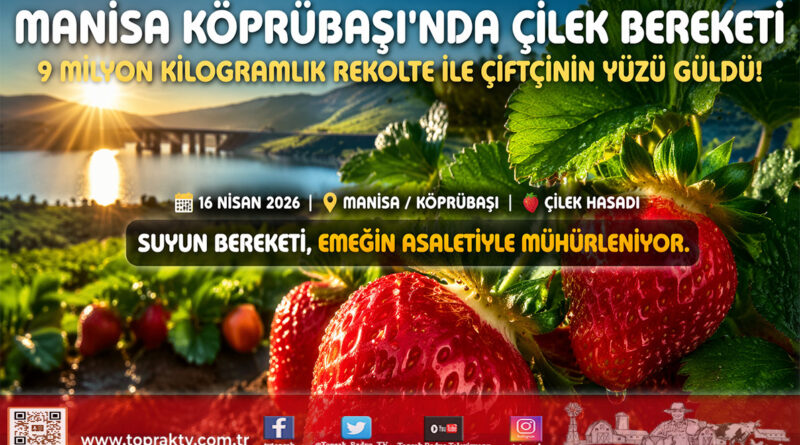 Köprübaşı Çileğinde Bereket Yılı: Suyla Gelen Verim Çiftçinin Yüzünü Güldürdü…