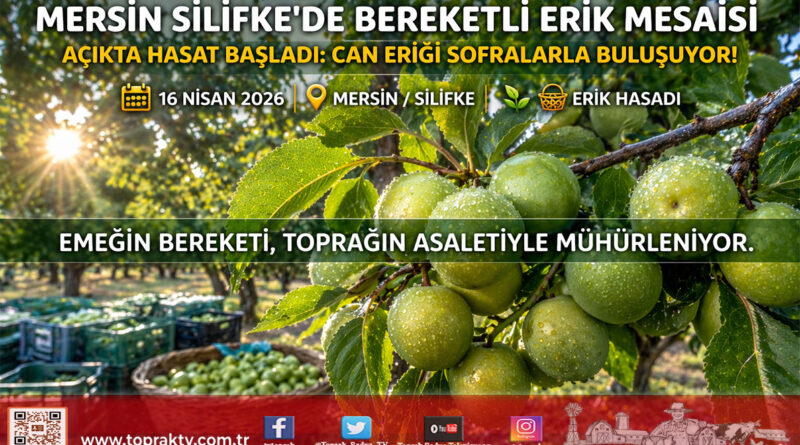 Mersin’de Erik Bayramı: Açıkta Hasat Başladı, Can Eriği Sofralara İniyor…