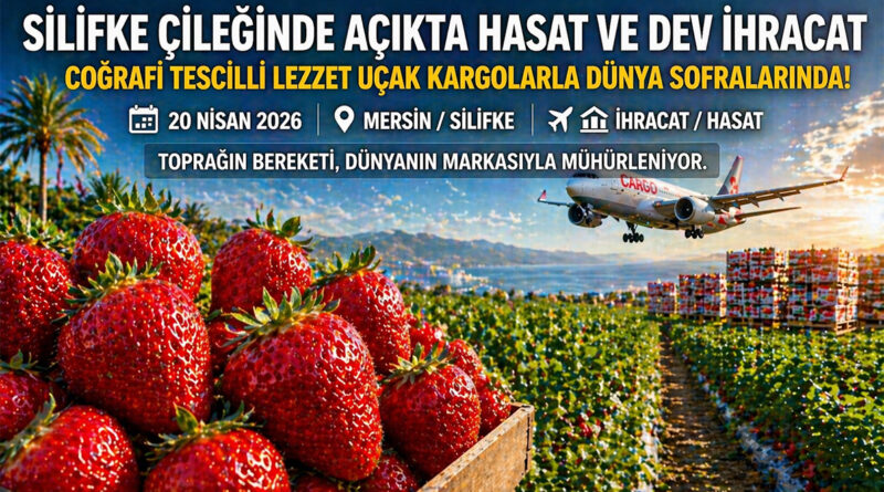 Silifke’de Açıkta Çilek Hasadı Başladı: Dubai ve Katar’a Uçak Kargoyla İhracat…