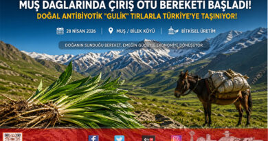 Muş’ta “Gulik” Mesaisi Başladı: Dağlardan Gelen Şifa Çiriş Otu Köylünün Umudu Oldu…