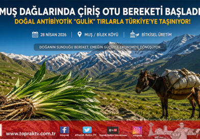Muş’ta “Gulik” Mesaisi Başladı: Dağlardan Gelen Şifa Çiriş Otu Köylünün Umudu Oldu…