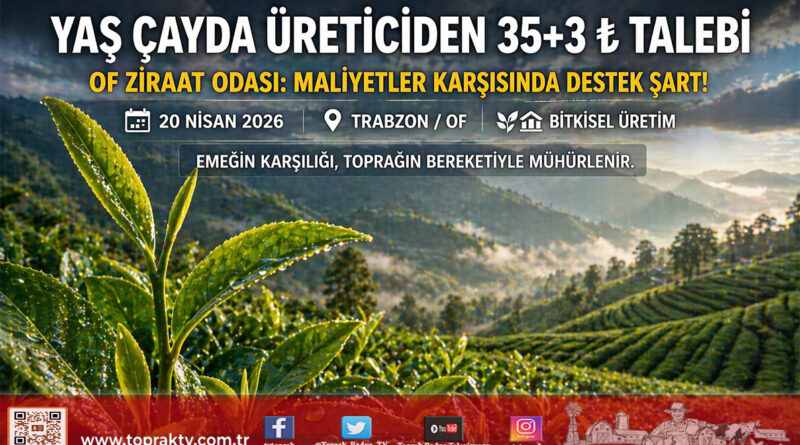 Of Ziraat Odası’ndan Yaş Çay İçin Net Talep: 35 ₺ Taban Fiyat + 3 ₺ Destekleme…