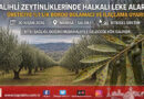 Salihli Zeytinliklerinde “Halkalı Leke” Alarmı: Üreticiye İlaçlama Uyarısı Geldi…