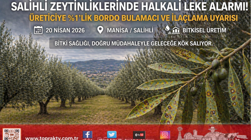 Salihli Zeytinliklerinde “Halkalı Leke” Alarmı: Üreticiye İlaçlama Uyarısı Geldi…