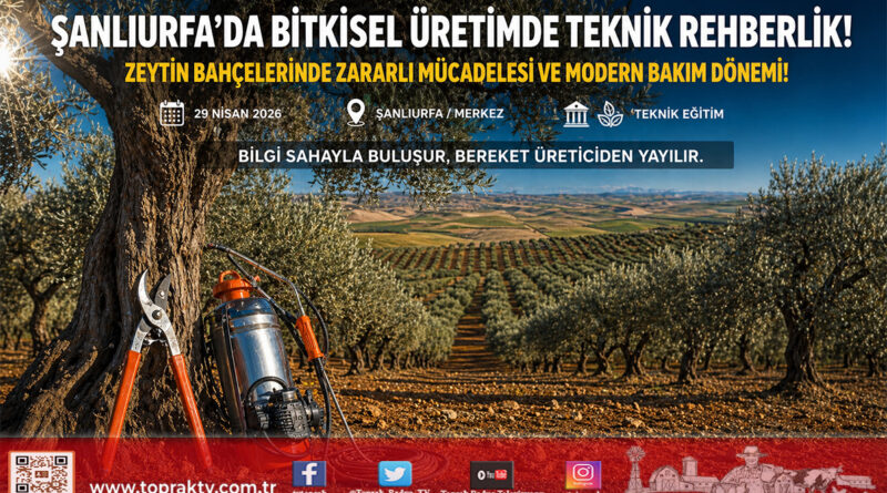 Şanlıurfa’da Bitkisel Üretimde Bahar Mesaisi: Zeytin Bahçelerinde Zararlı Mücadelesi ve Bakım Seferberliği…