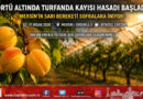 Mersin’de Altın Hasat Başladı: Örtü Altında İlk Turfanda Kayısılar Pazara İndi…