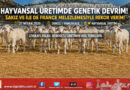Denizli’de Hayvansal Üretimde Genetik Devrim: Sakız ve Ile de France Melezlemesiyle Rekor Verim…