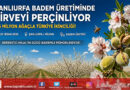 Bereketli Hilal’de Badem Devrimi: Şanlıurfa Üretimde Zirveyi Perçinliyor…