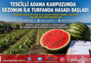 Tescilli Adana Karpuzunda İlk Hasat Başladı: Tarlada Kilogramı 25 ₺’den Alıcı Buluyor…
