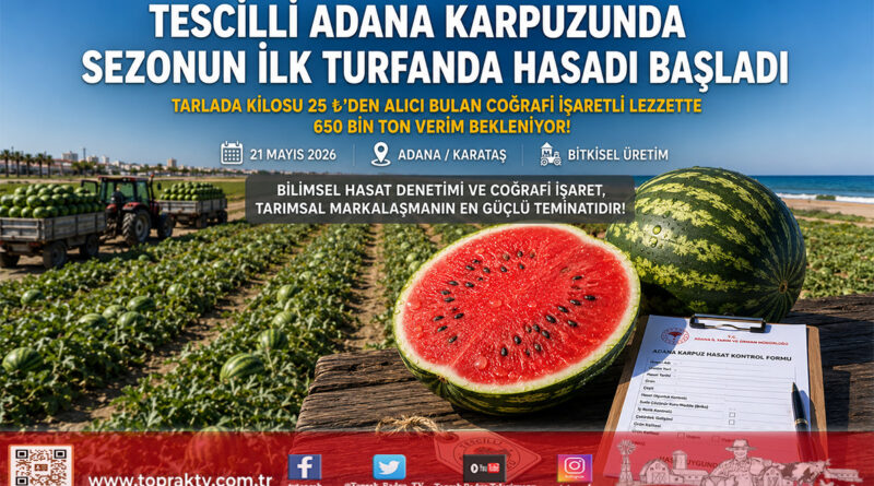 Tescilli Adana Karpuzunda İlk Hasat Başladı: Tarlada Kilogramı 25 ₺’den Alıcı Buluyor…