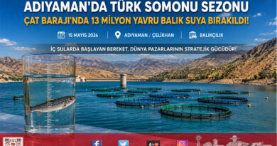 İhraç Edilecek ‘Türk Somonları’ İçin Yavru Balıklar Suya Bırakıldı: Çat Barajı’nda Yeni Sezon Başladı…
