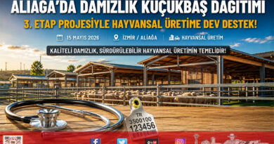 Aliağa’da Üçüncü Etap Damızlık Küçükbaş Dağıtımı Yapıldı: Tesis 1.300 Baş Kapasiteye Ulaştı…
