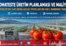 Antalya’da Yaş Sebze Sektöründen Çağrı: Domateste Üretim Planlaması Fiyat Dengesi İçin Şart…