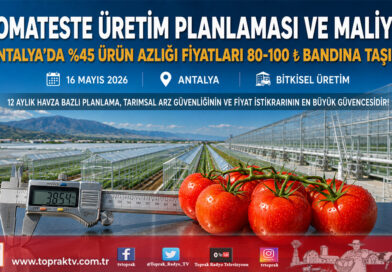 Antalya’da Yaş Sebze Sektöründen Çağrı: Domateste Üretim Planlaması Fiyat Dengesi İçin Şart…