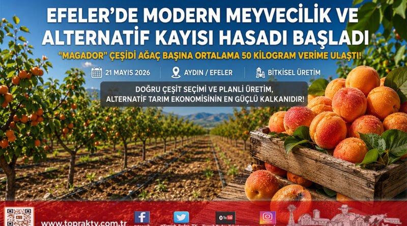 Efeler’de Alternatif Üretim Hamlesi: Kayısı Bahçelerinde Ağaç Başına 50 Kilogram Verim…
