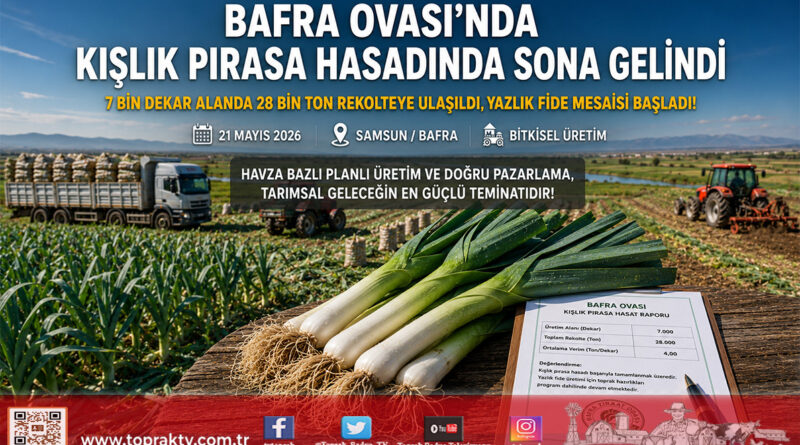 Bafra Ovası’nda Pırasa Hasadında Sona Gelindi: Toplam 28 Bin Ton Rekolte Sağlandı…