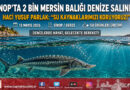 Sinop’ta Su Kaynaklarına Değerli Takviye: 2 Bin Mersin Balığı Karadeniz’le Buluştu…