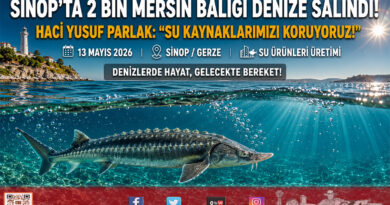 Sinop’ta Su Kaynaklarına Değerli Takviye: 2 Bin Mersin Balığı Karadeniz’le Buluştu…