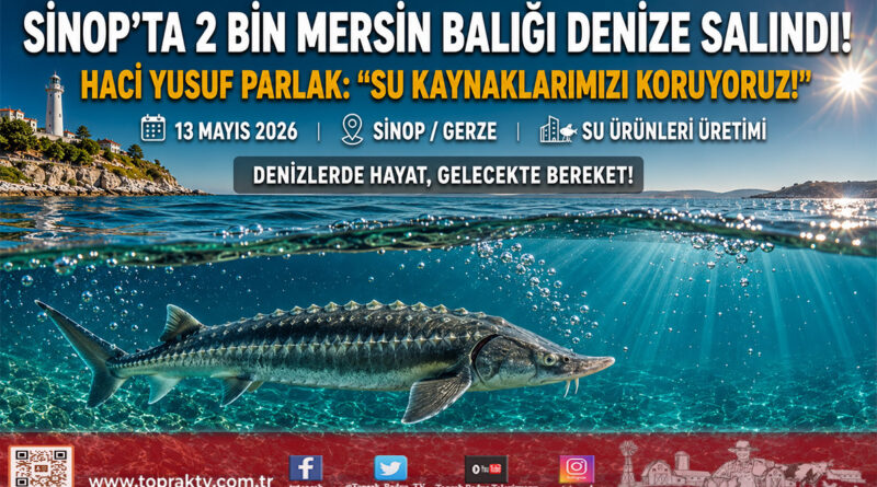 Sinop’ta Su Kaynaklarına Değerli Takviye: 2 Bin Mersin Balığı Karadeniz’le Buluştu…