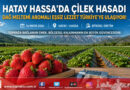 Hassa Çileğinde Bereketli Hasat Başladı: Tarlada Kilogram Fiyatı 80 ₺ ile 110 ₺ Arasında…